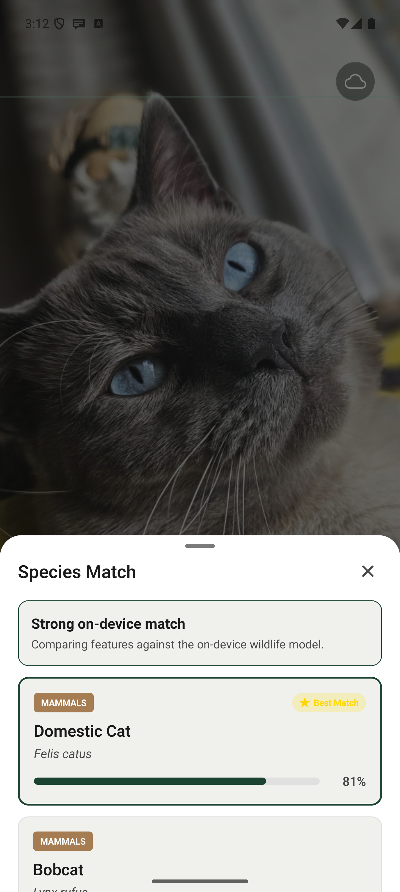 Species identified